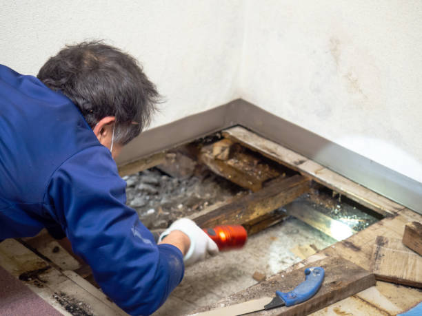 Best Mold Remediation Experts  in Hamilton, IN